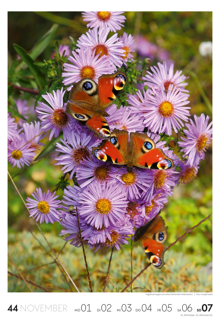 Weitere Ansicht: Garten Wochenkalender 2027 | Ackermann Kunstverlag GmbH