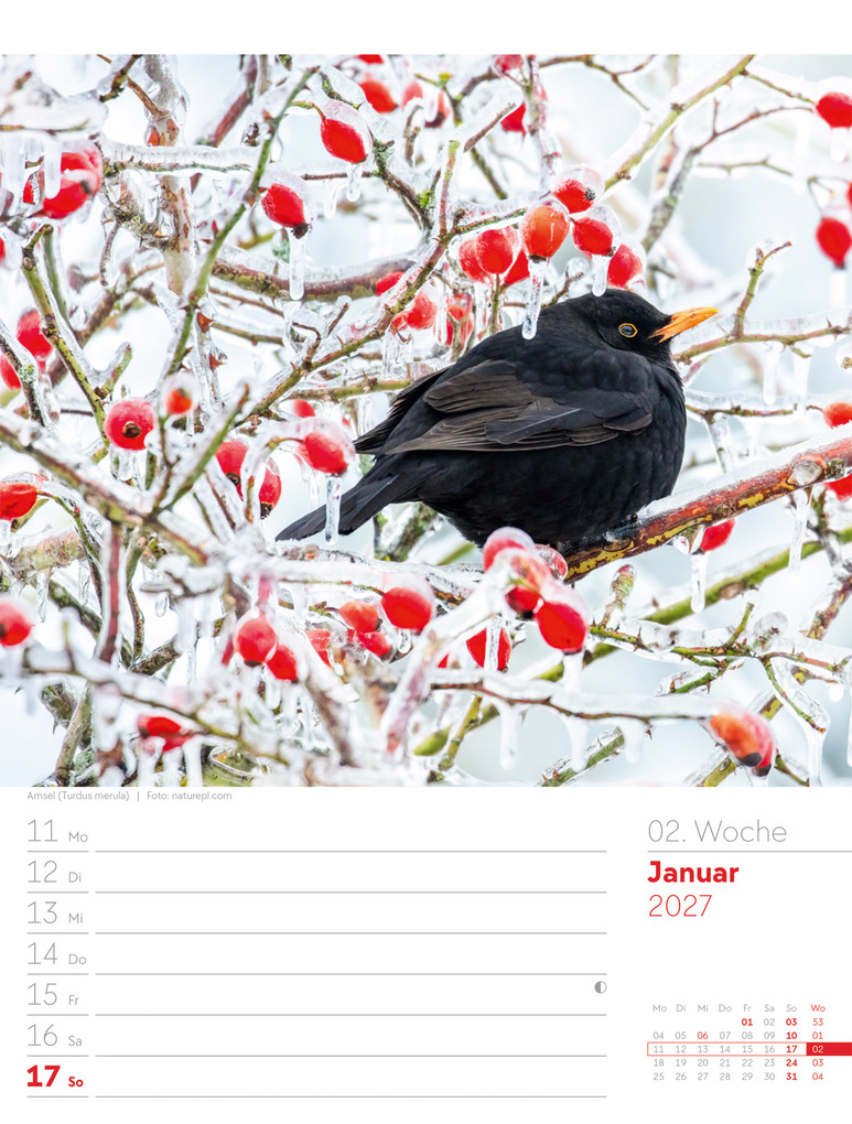 Weitere Ansicht: Vögel Wochenplaner Kalender 2027 | Ackermann Kunstverlag GmbH