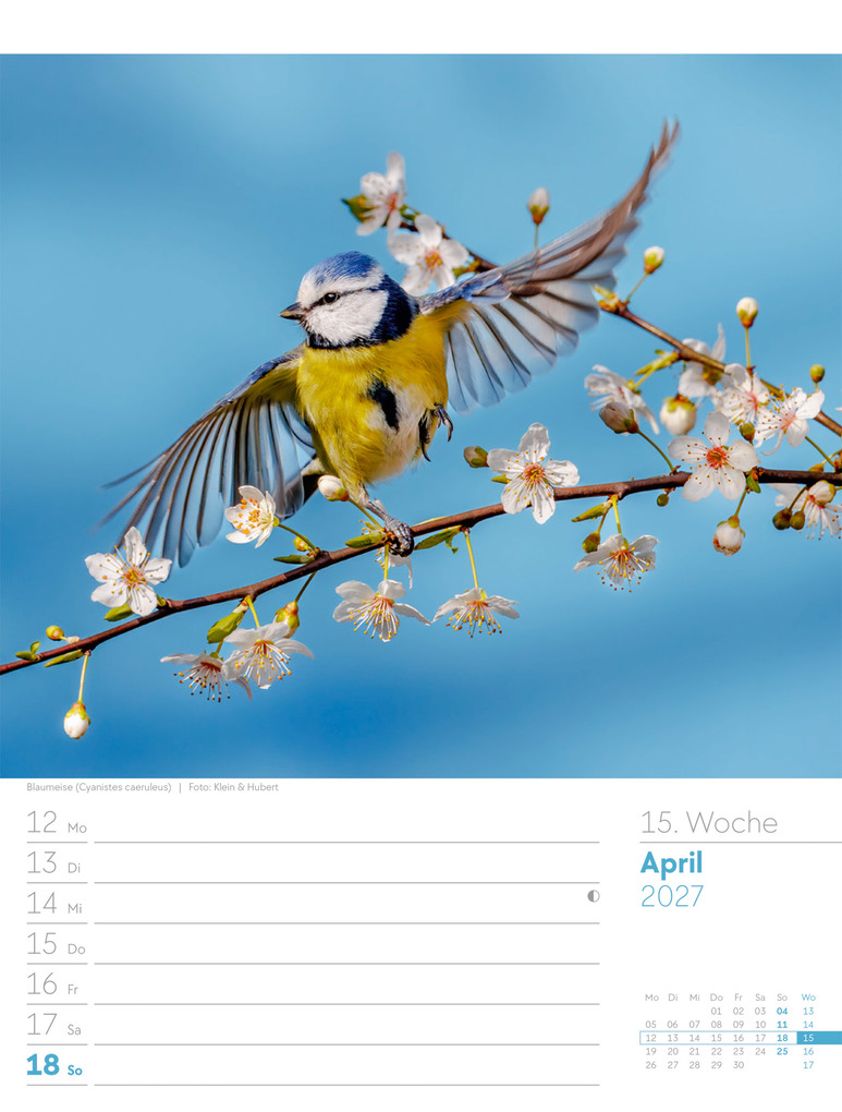 Weitere Ansicht: Vögel Wochenplaner Kalender 2027 | Ackermann Kunstverlag GmbH