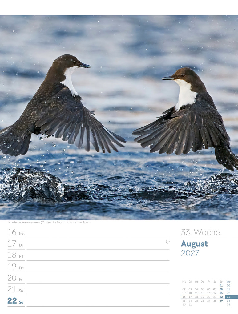 Weitere Ansicht: Vögel Wochenplaner Kalender 2027 | Ackermann Kunstverlag GmbH
