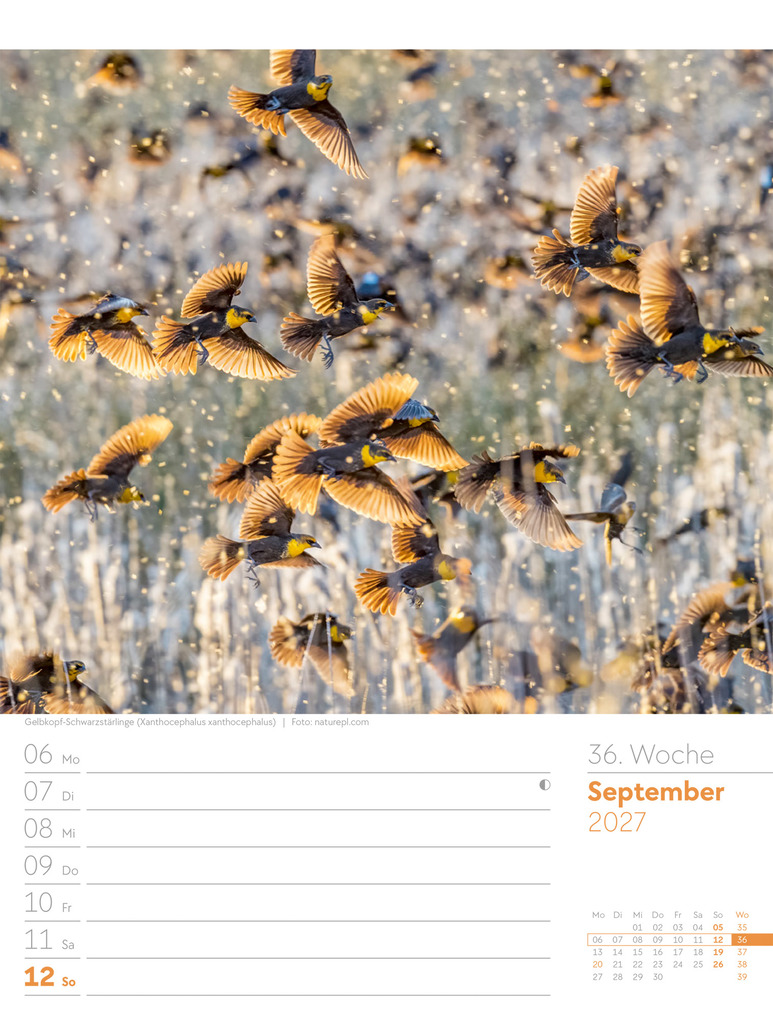 Weitere Ansicht: Vögel Wochenplaner Kalender 2027 | Ackermann Kunstverlag GmbH