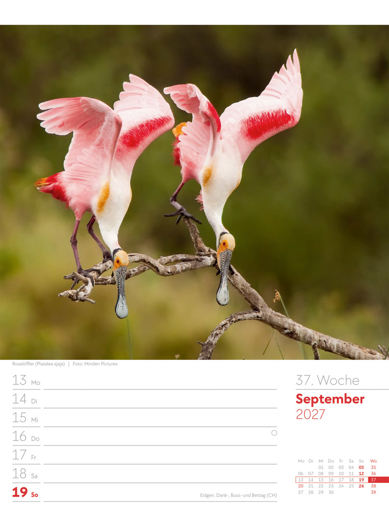 Weitere Ansicht: Vögel Wochenplaner Kalender 2027 | Ackermann Kunstverlag GmbH