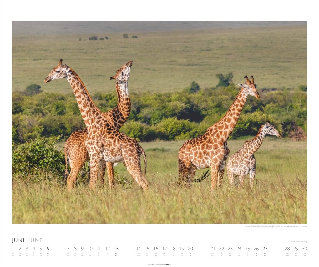 Weitere Ansicht: African Wildlife Kalender 2027