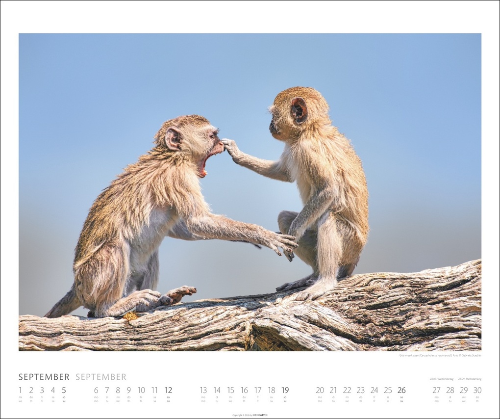 Weitere Ansicht: African Wildlife Kalender 2027