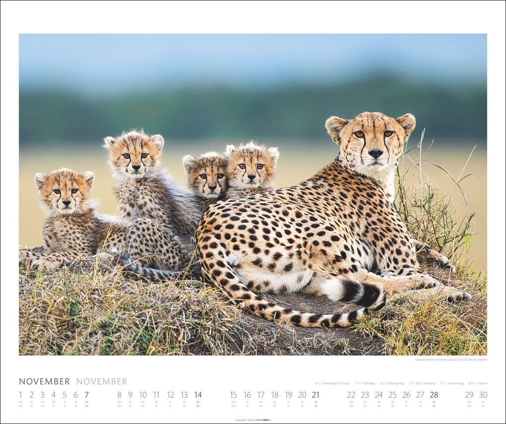 Weitere Ansicht: African Wildlife Kalender 2027