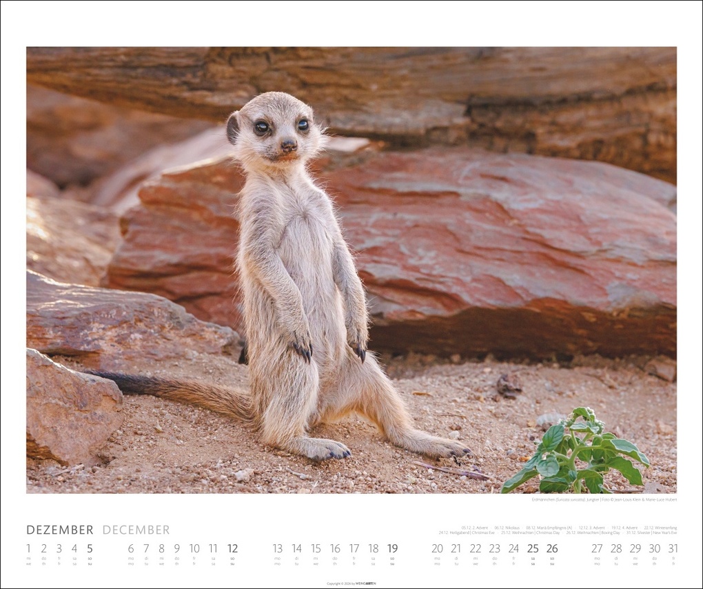 Weitere Ansicht: African Wildlife Kalender 2027