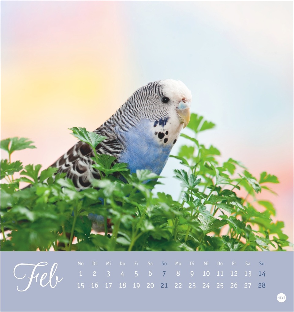 Weitere Ansicht: Freche Wellensittiche Postkartenkalender 2027