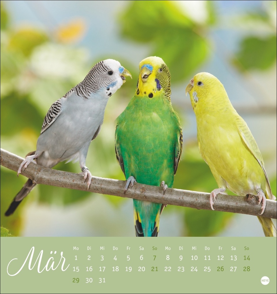 Weitere Ansicht: Freche Wellensittiche Postkartenkalender 2027