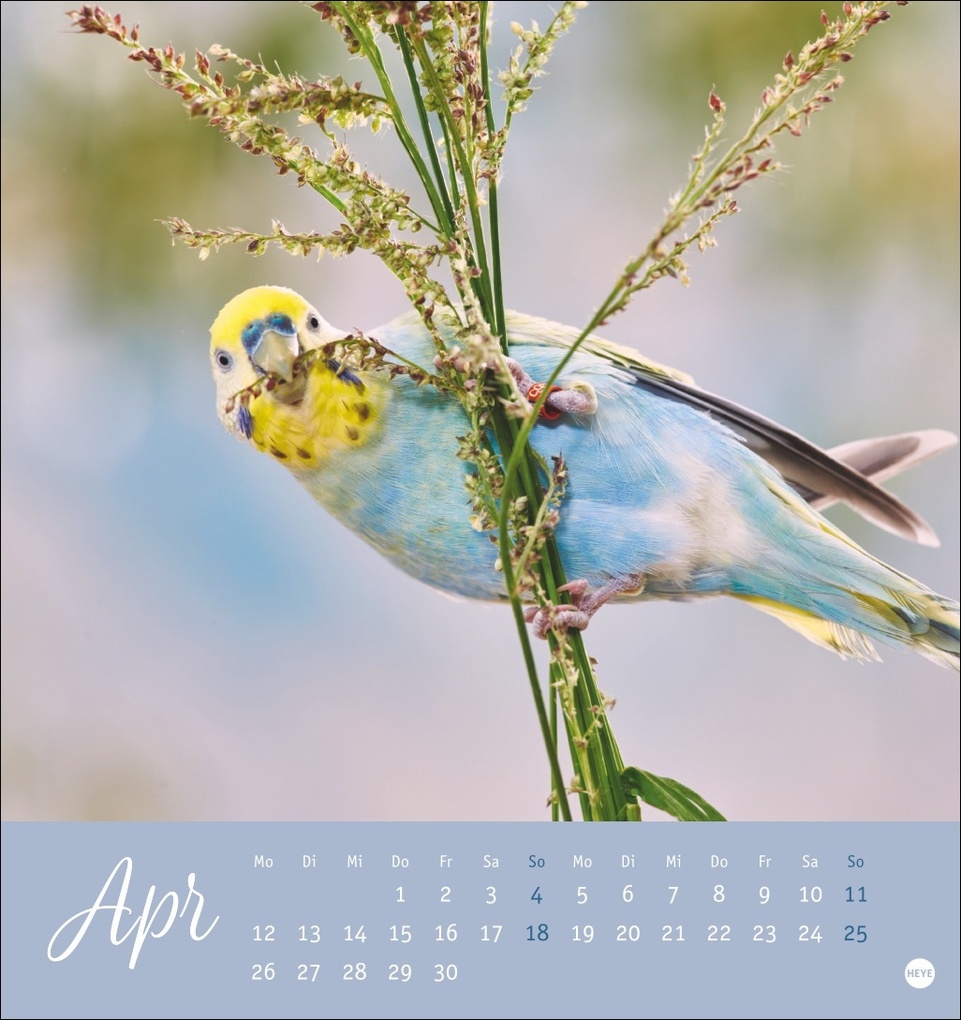 Weitere Ansicht: Freche Wellensittiche Postkartenkalender 2027