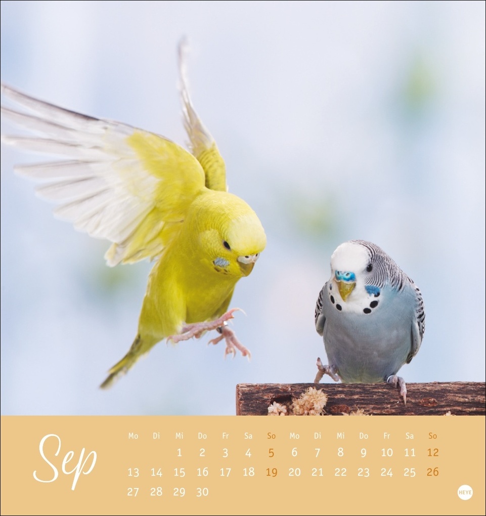 Weitere Ansicht: Freche Wellensittiche Postkartenkalender 2027