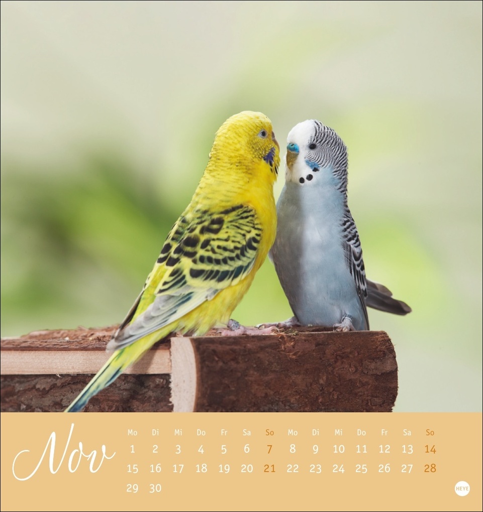 Weitere Ansicht: Freche Wellensittiche Postkartenkalender 2027