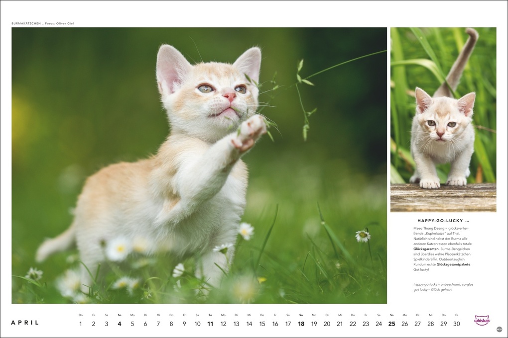 Weitere Ansicht: Whiskas Katzenkalender 2027