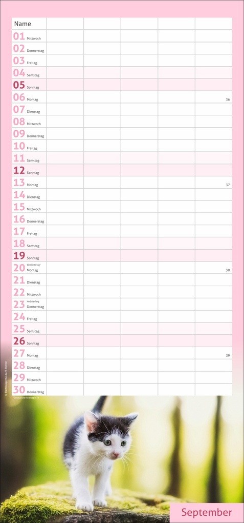 Weitere Ansicht: times&more Katzen Familienplaner 2027
