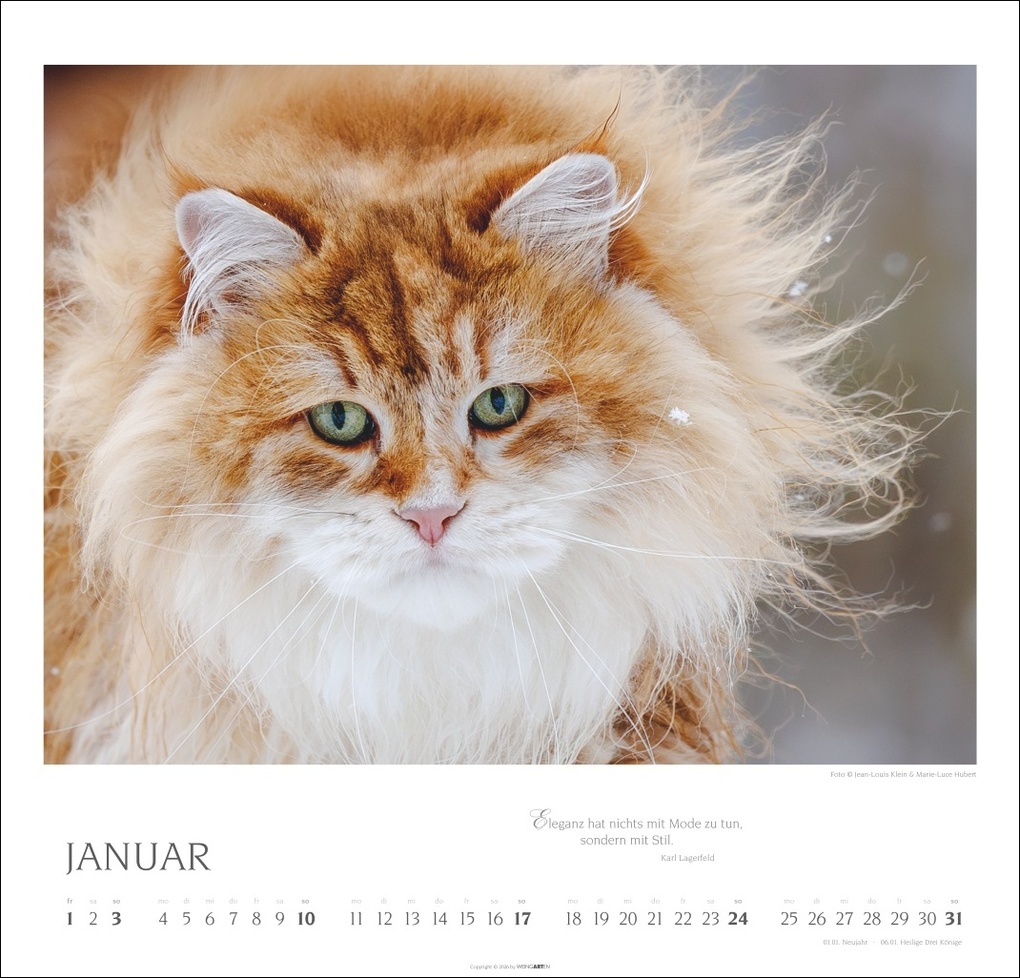 Weitere Ansicht: Katzen - Diven auf Samtpfoten Kalender 2027 - Diven auf Samtpfoten