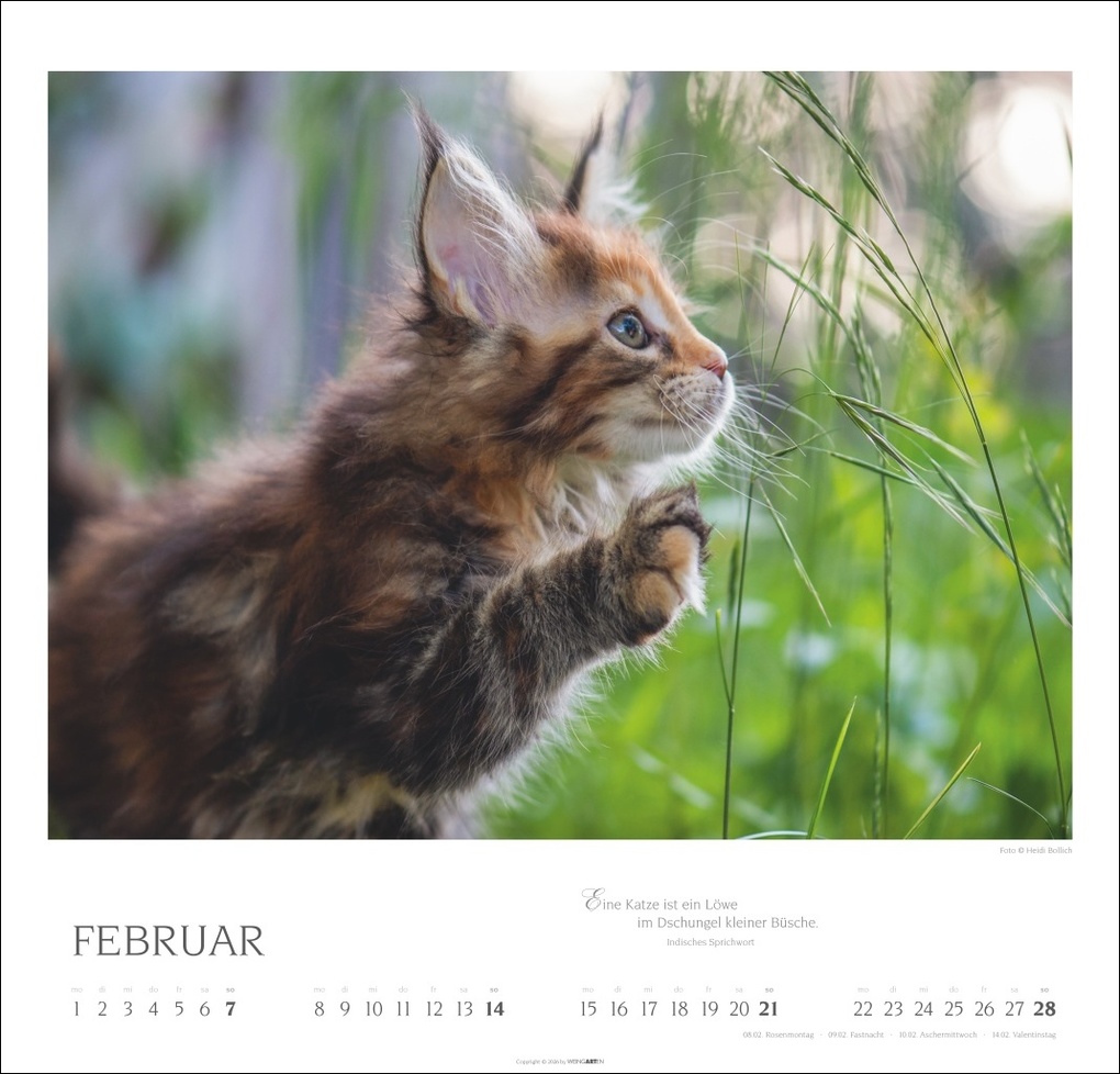 Weitere Ansicht: Katzen - Diven auf Samtpfoten Kalender 2027 - Diven auf Samtpfoten