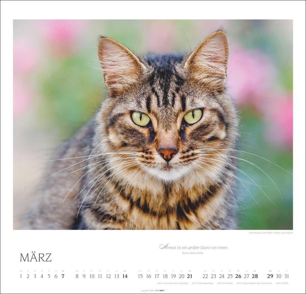 Weitere Ansicht: Katzen - Diven auf Samtpfoten Kalender 2027 - Diven auf Samtpfoten