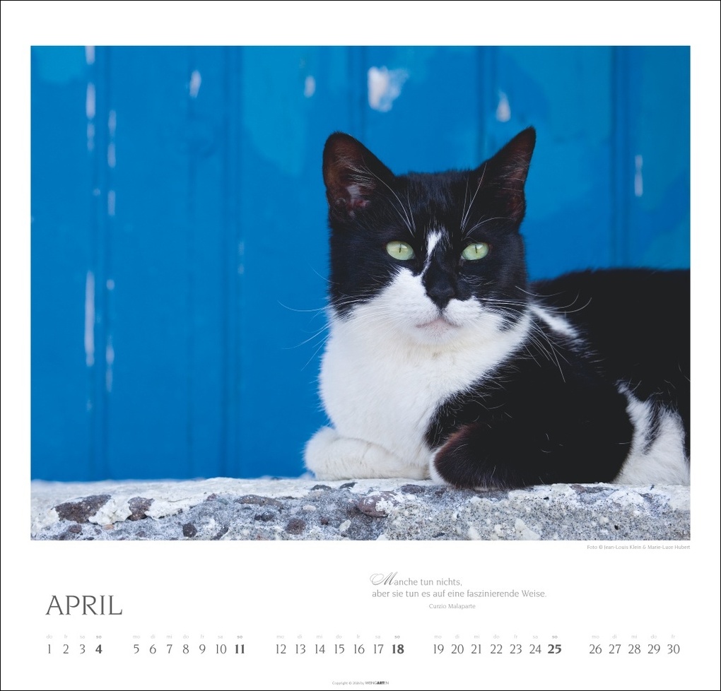 Weitere Ansicht: Katzen - Diven auf Samtpfoten Kalender 2027 - Diven auf Samtpfoten