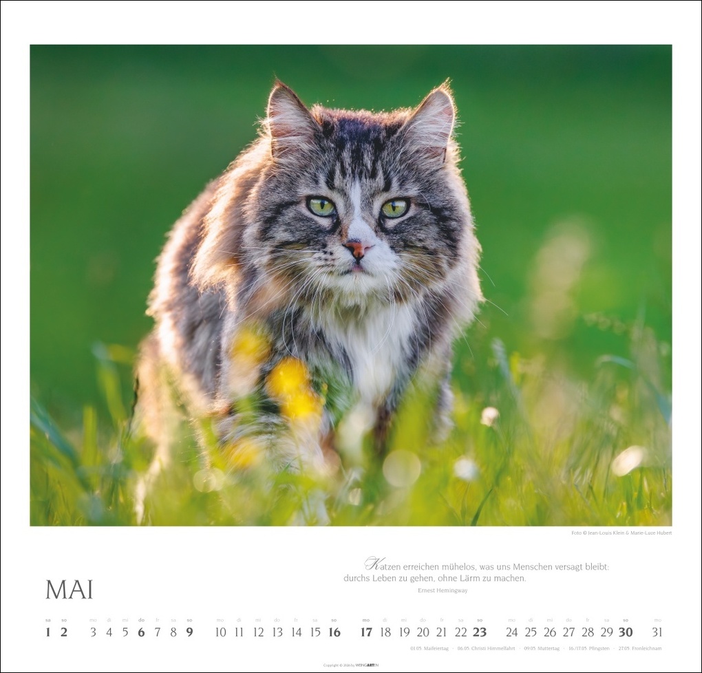 Weitere Ansicht: Katzen - Diven auf Samtpfoten Kalender 2027 - Diven auf Samtpfoten