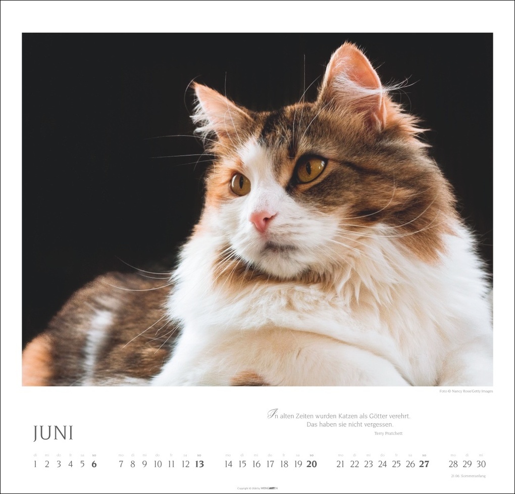 Weitere Ansicht: Katzen - Diven auf Samtpfoten Kalender 2027 - Diven auf Samtpfoten