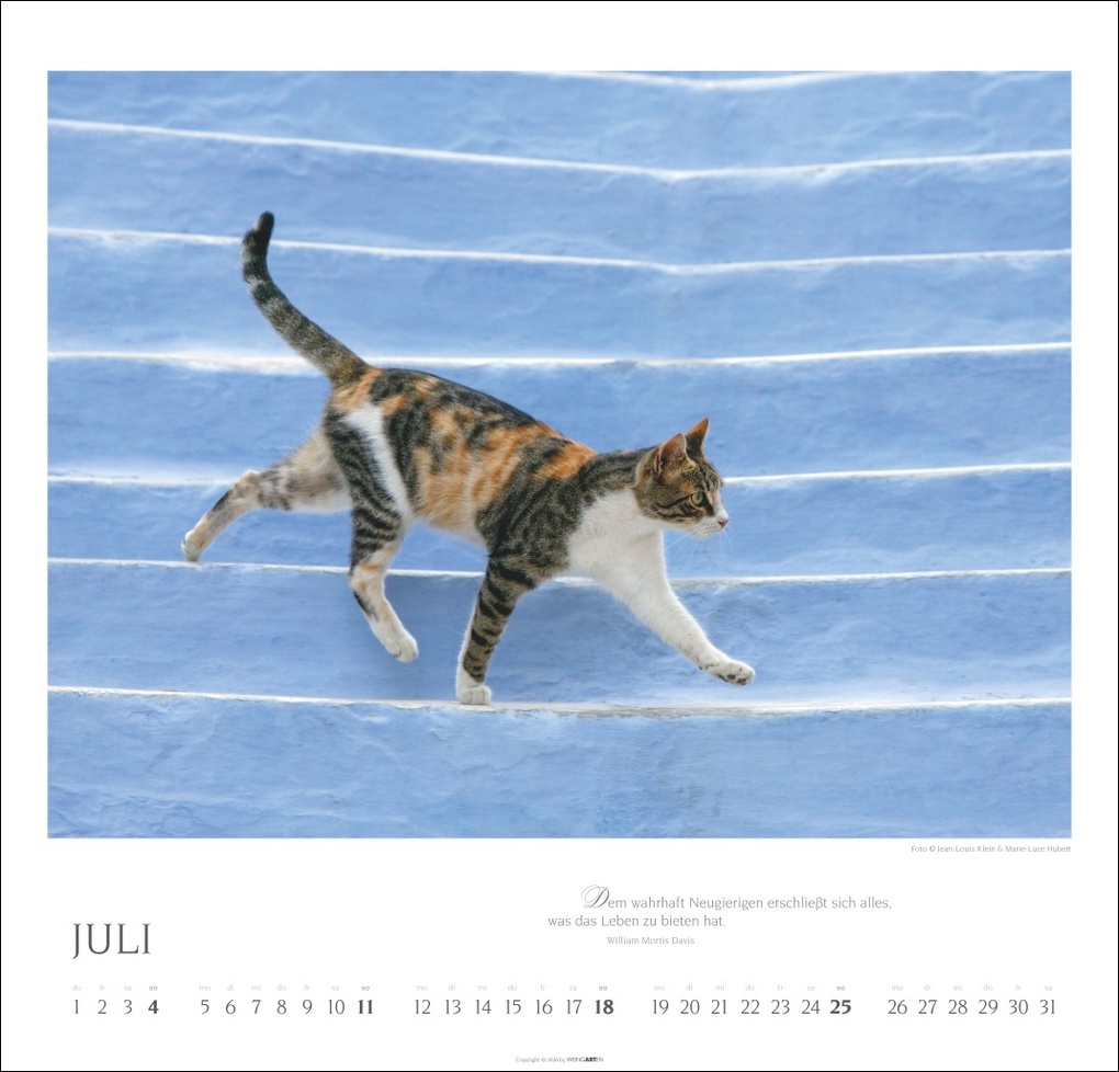 Weitere Ansicht: Katzen - Diven auf Samtpfoten Kalender 2027 - Diven auf Samtpfoten