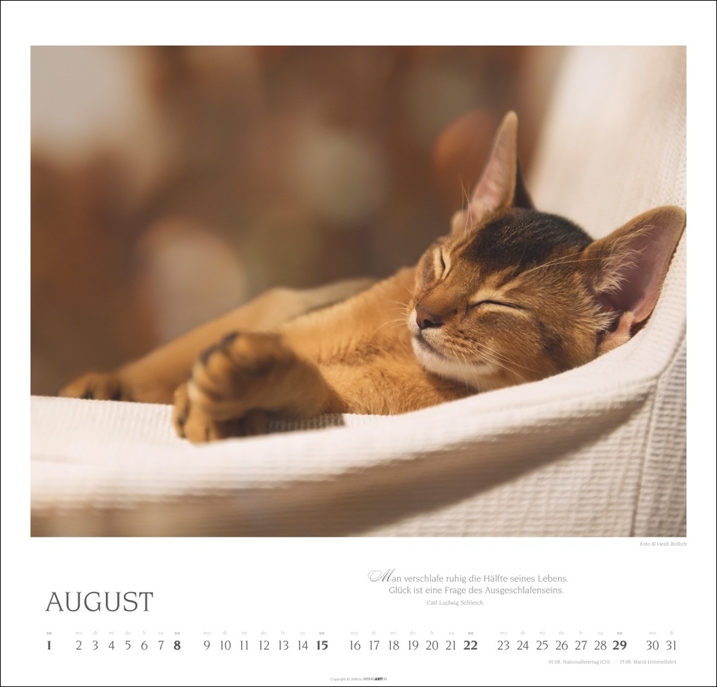 Weitere Ansicht: Katzen - Diven auf Samtpfoten Kalender 2027 - Diven auf Samtpfoten