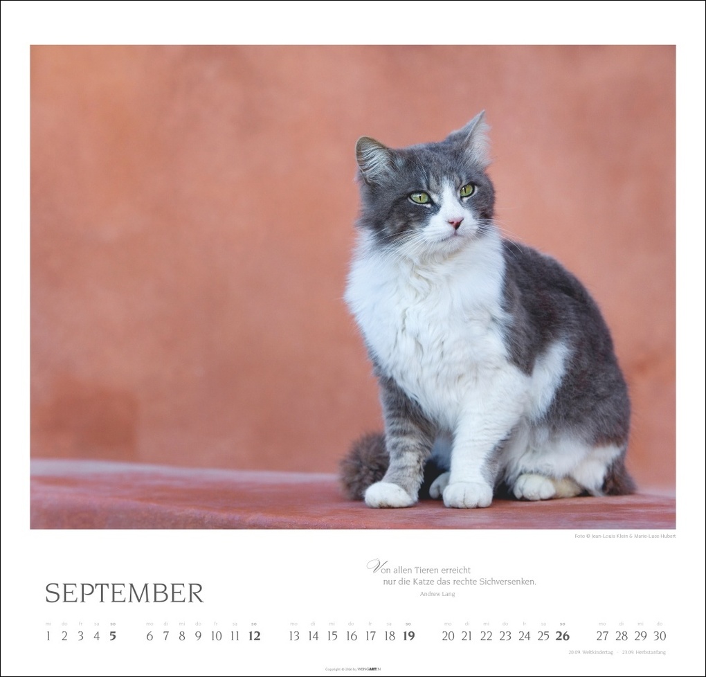 Weitere Ansicht: Katzen - Diven auf Samtpfoten Kalender 2027 - Diven auf Samtpfoten