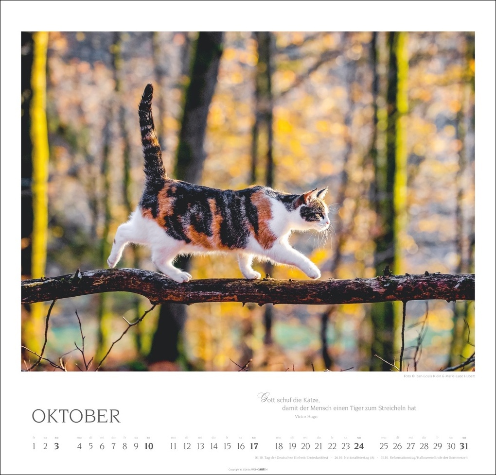 Weitere Ansicht: Katzen - Diven auf Samtpfoten Kalender 2027 - Diven auf Samtpfoten