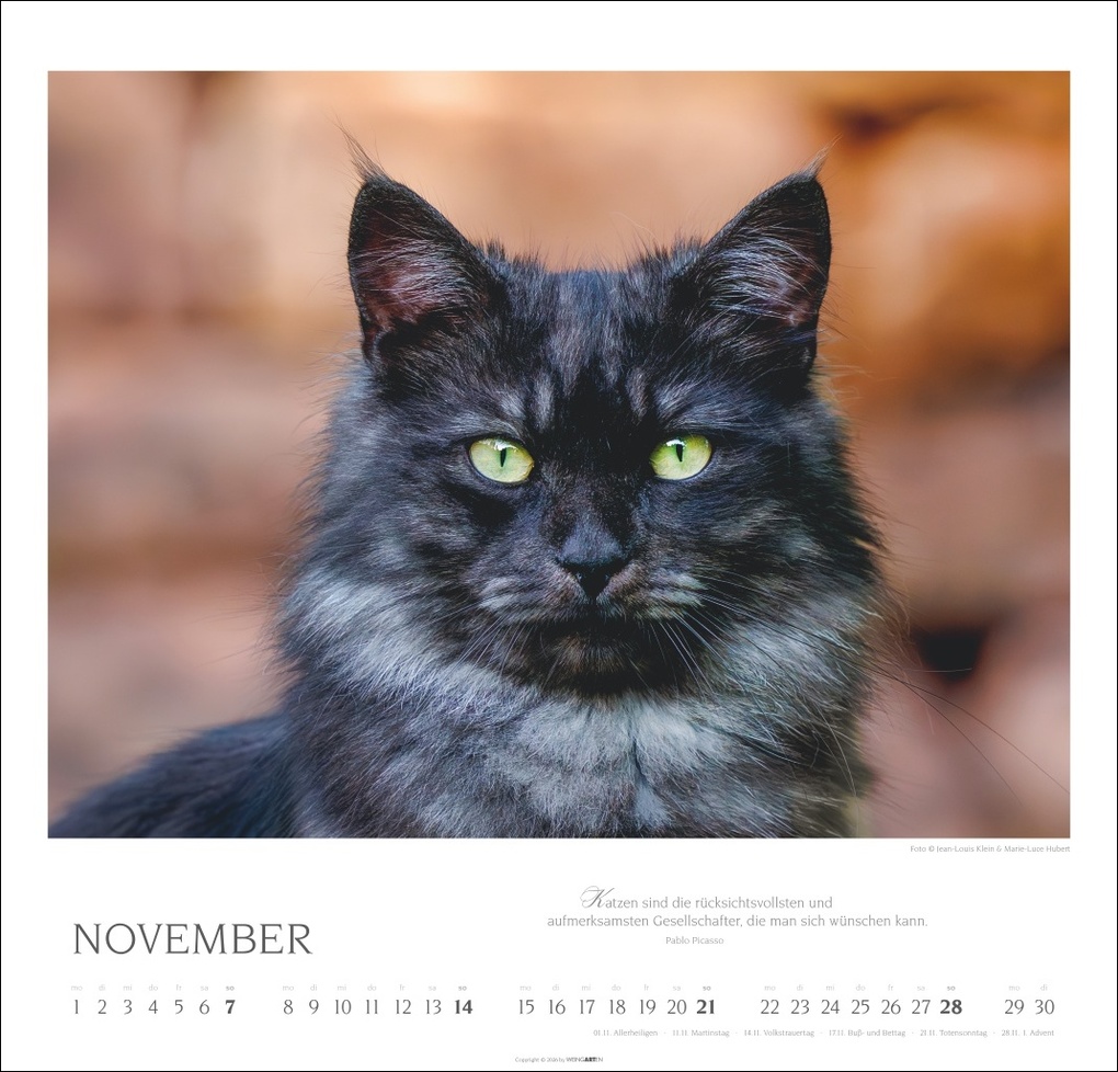 Weitere Ansicht: Katzen - Diven auf Samtpfoten Kalender 2027 - Diven auf Samtpfoten