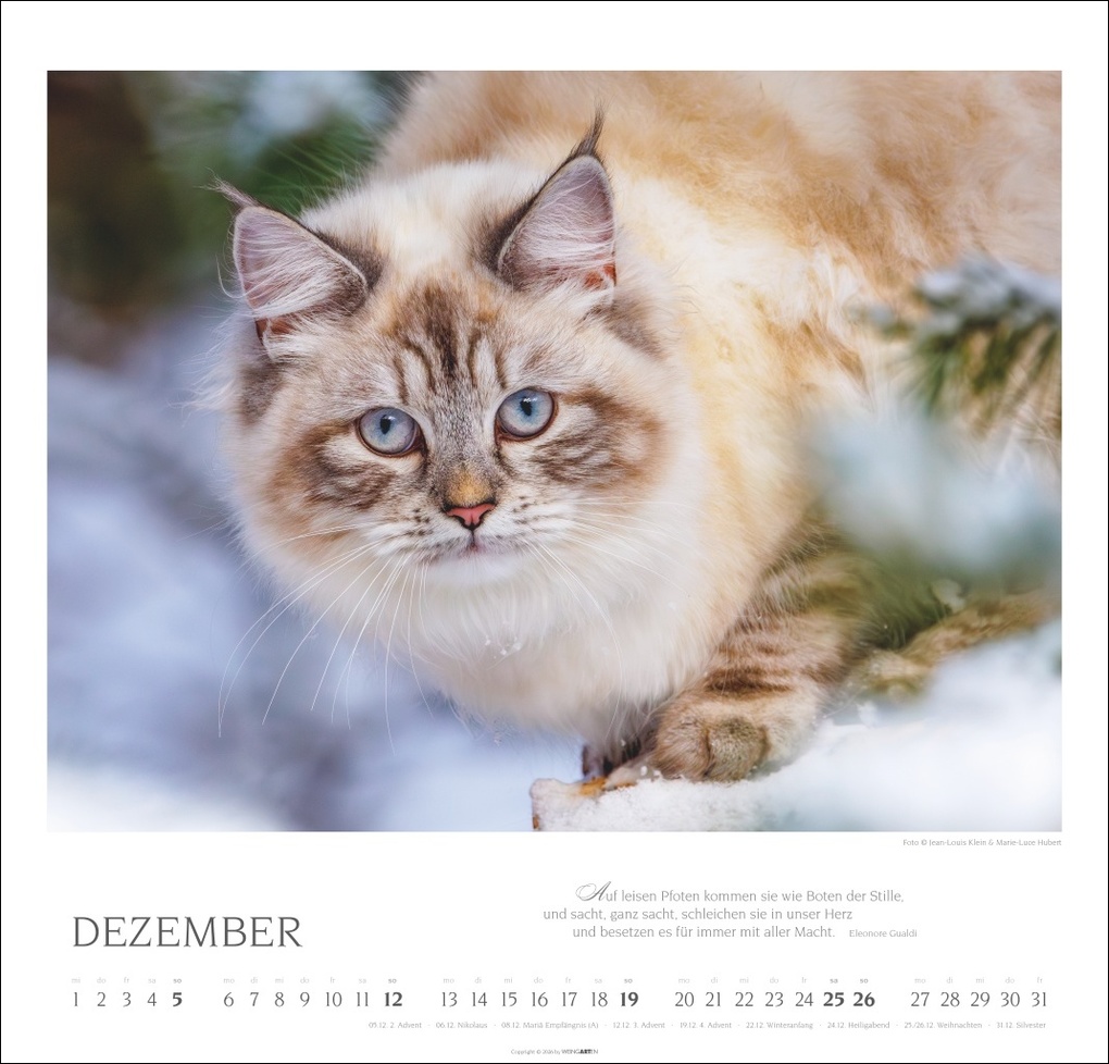 Weitere Ansicht: Katzen - Diven auf Samtpfoten Kalender 2027 - Diven auf Samtpfoten