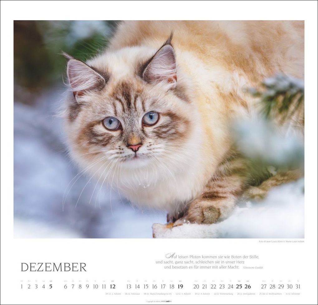 Weitere Ansicht: Katzen - Diven auf Samtpfoten Kalender 2027 - Diven auf Samtpfoten