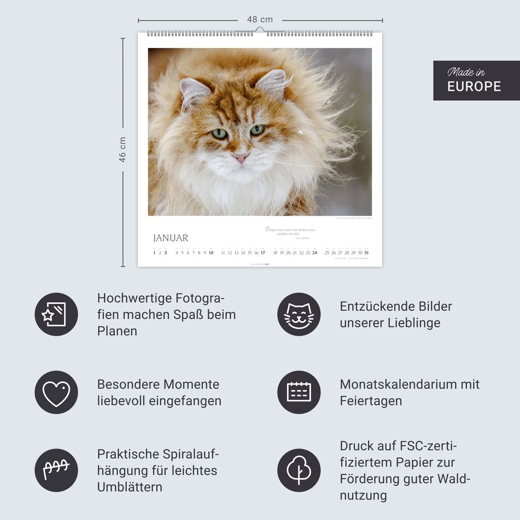 Weitere Ansicht: Katzen - Diven auf Samtpfoten Kalender 2027 - Diven auf Samtpfoten
