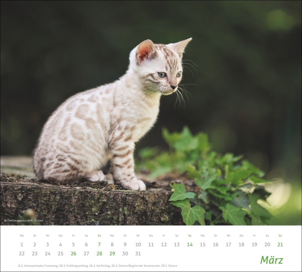 Weitere Ansicht: times&more Katzen Bildkalender 2027