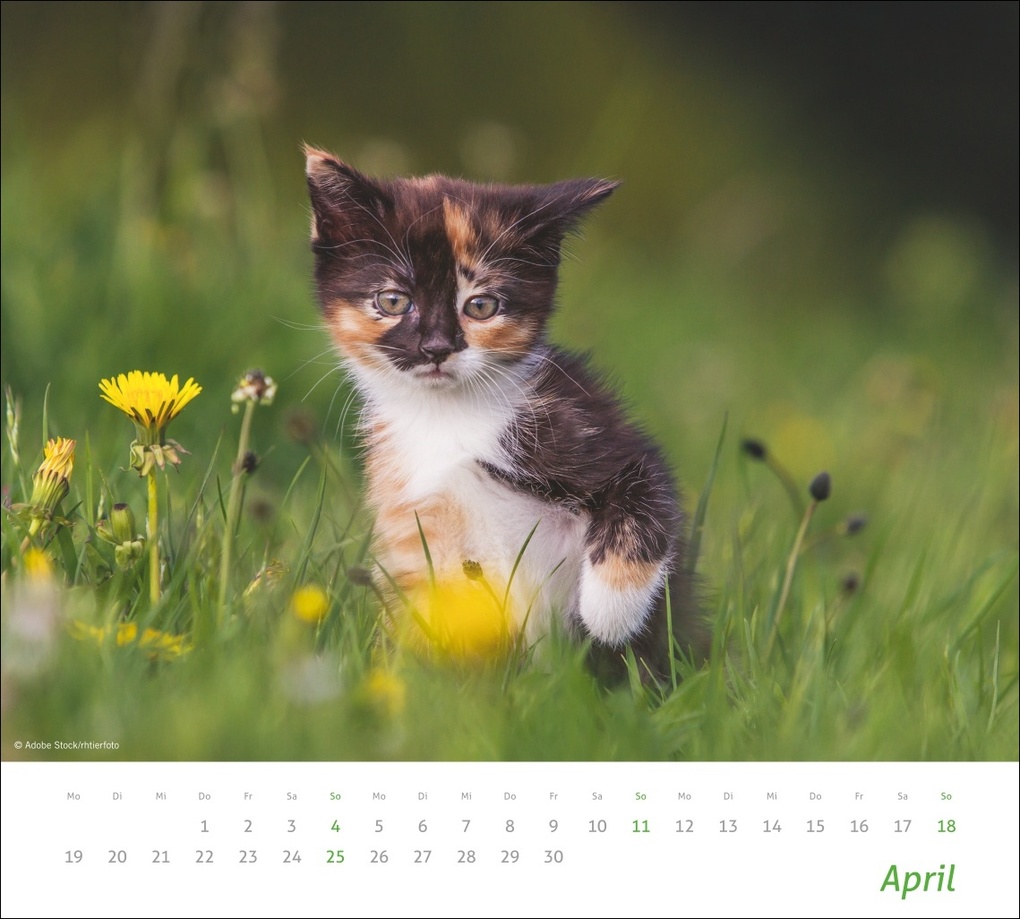 Weitere Ansicht: times&more Katzen Bildkalender 2027