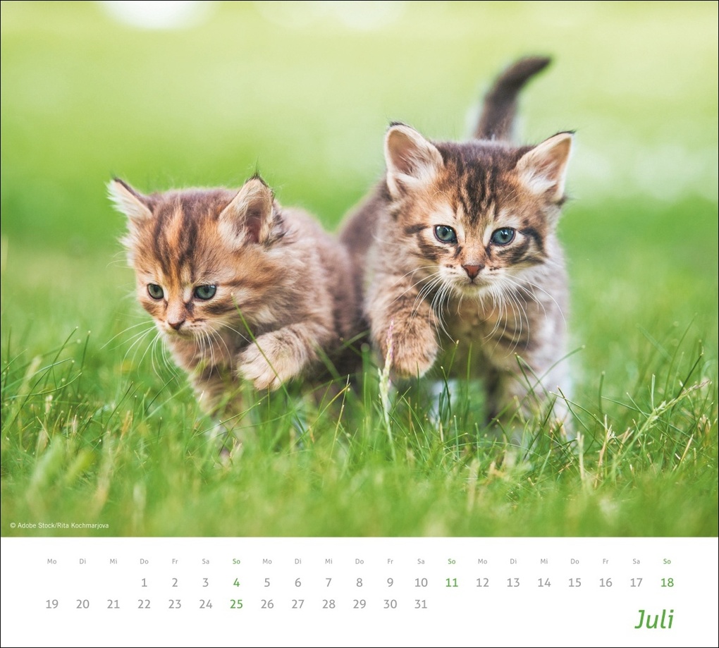 Weitere Ansicht: times&more Katzen Bildkalender 2027