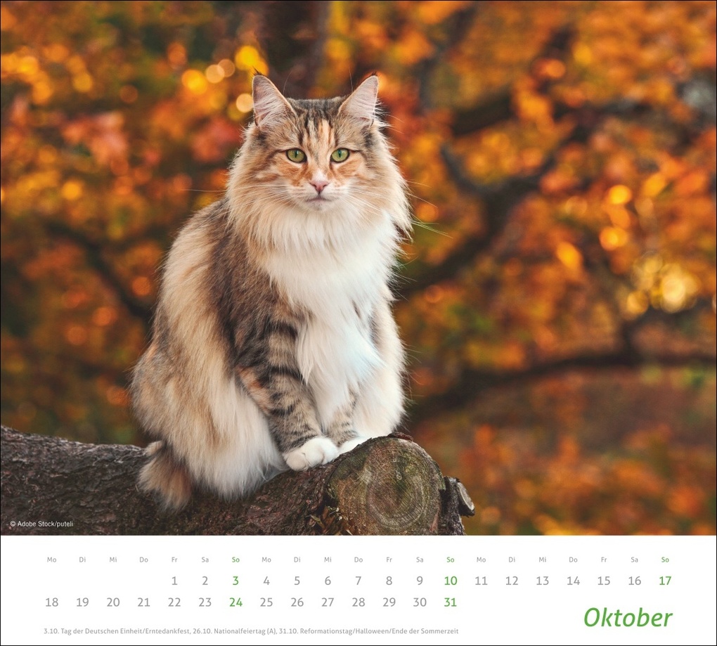 Weitere Ansicht: times&more Katzen Bildkalender 2027