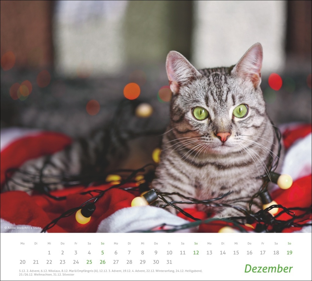 Weitere Ansicht: times&more Katzen Bildkalender 2027