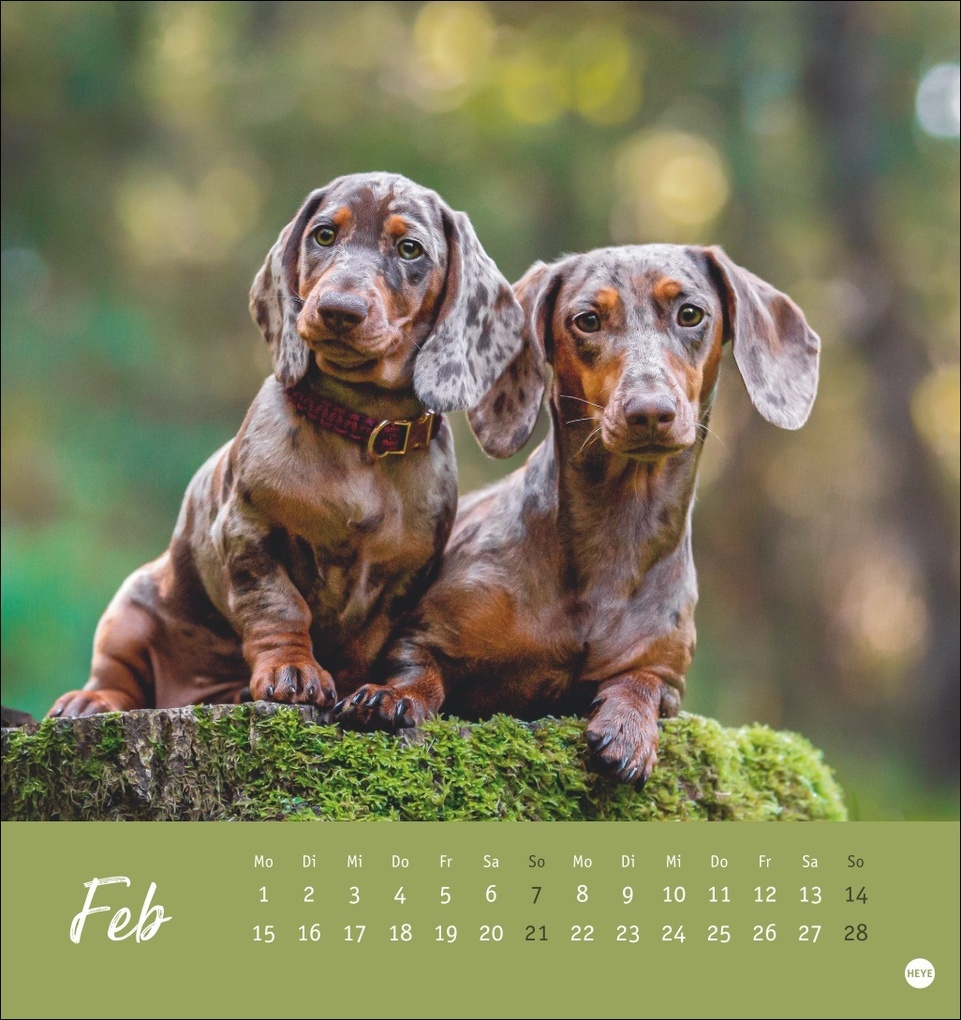 Weitere Ansicht: Dackel Postkartenkalender 2027