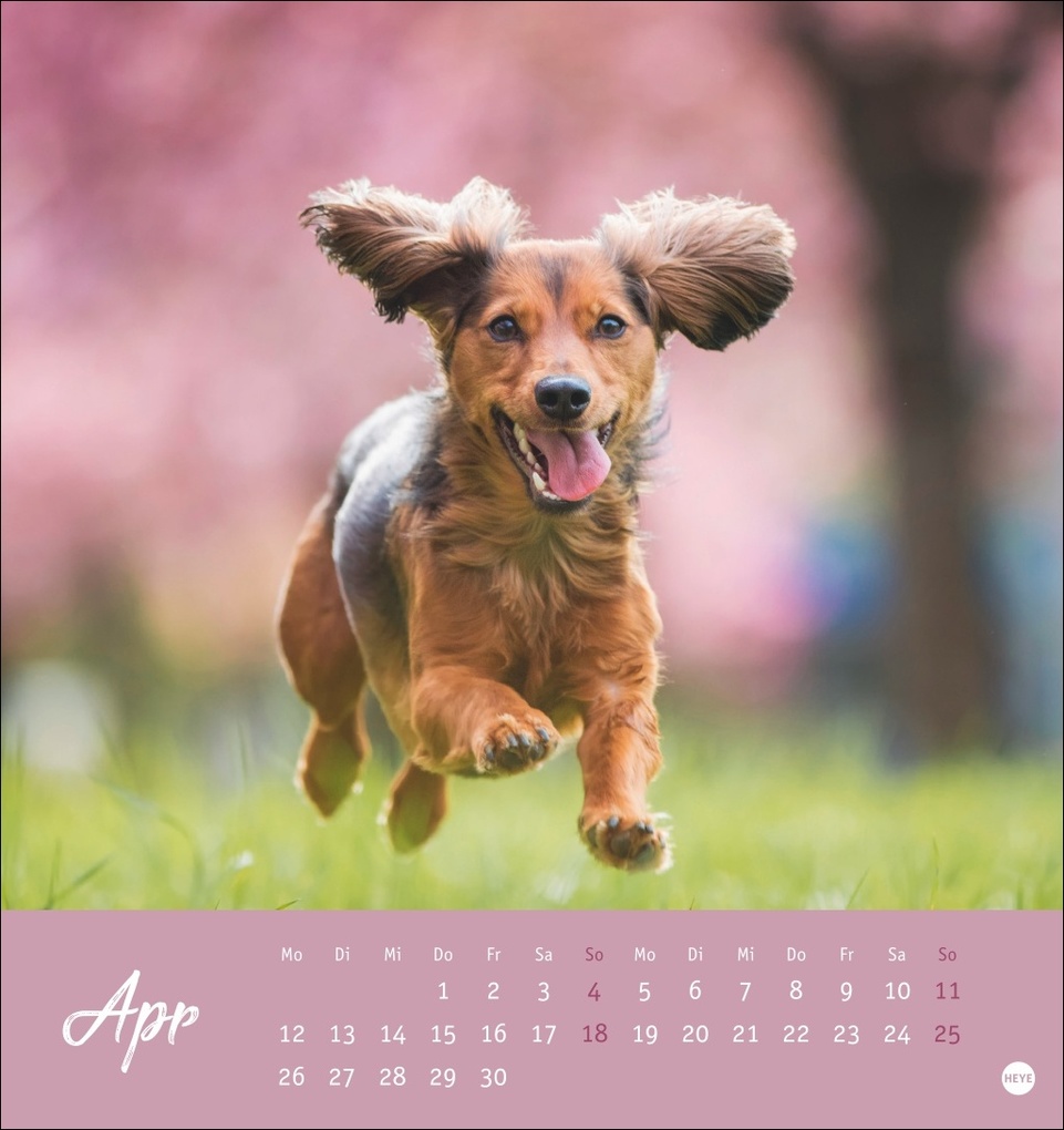 Weitere Ansicht: Dackel Postkartenkalender 2027