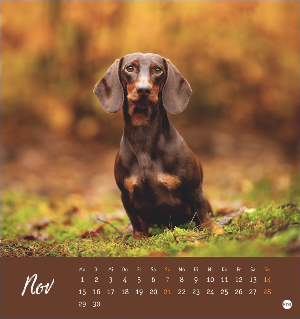 Weitere Ansicht: Dackel Postkartenkalender 2027