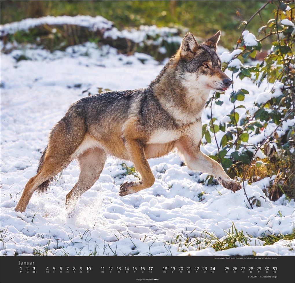 Weitere Ansicht: Wölfe Kalender 2027