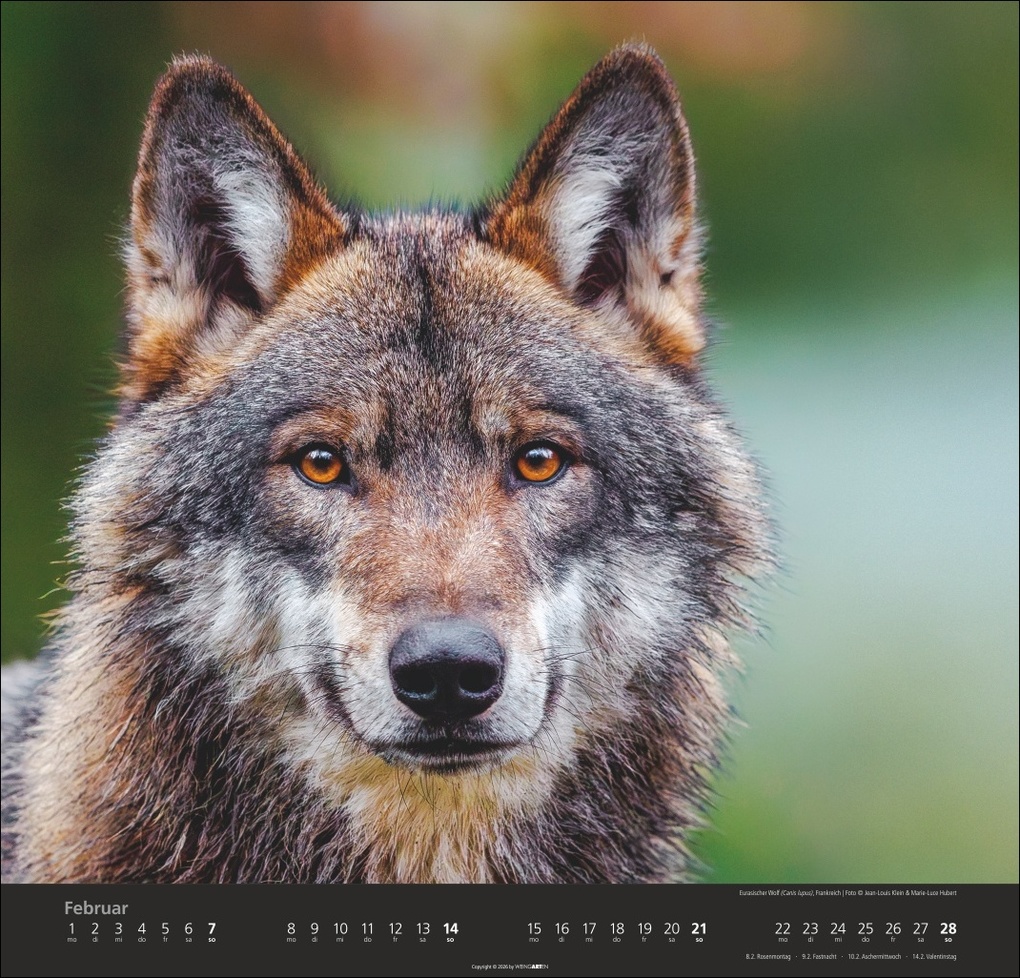 Weitere Ansicht: Wölfe Kalender 2027