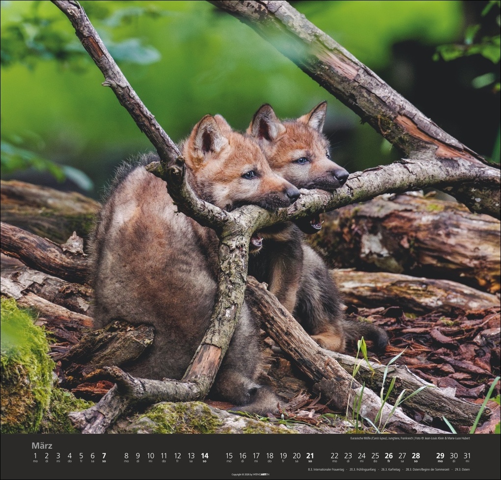 Weitere Ansicht: Wölfe Kalender 2027