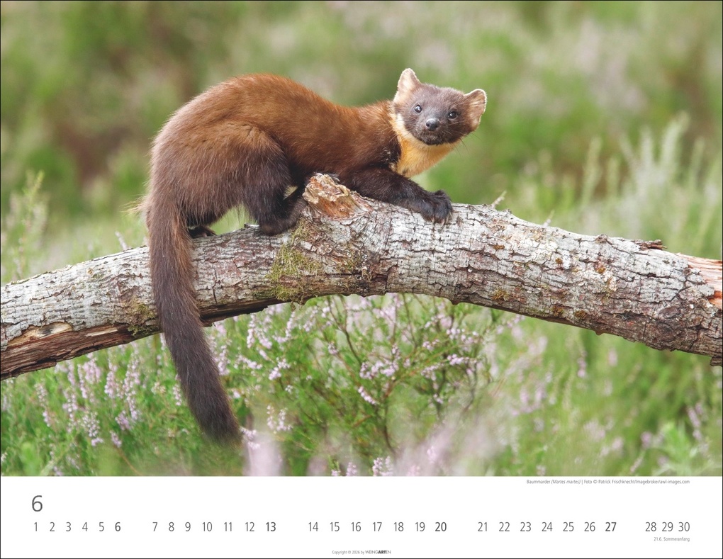 Weitere Ansicht: Heimische Wildtiere Kalender 2027