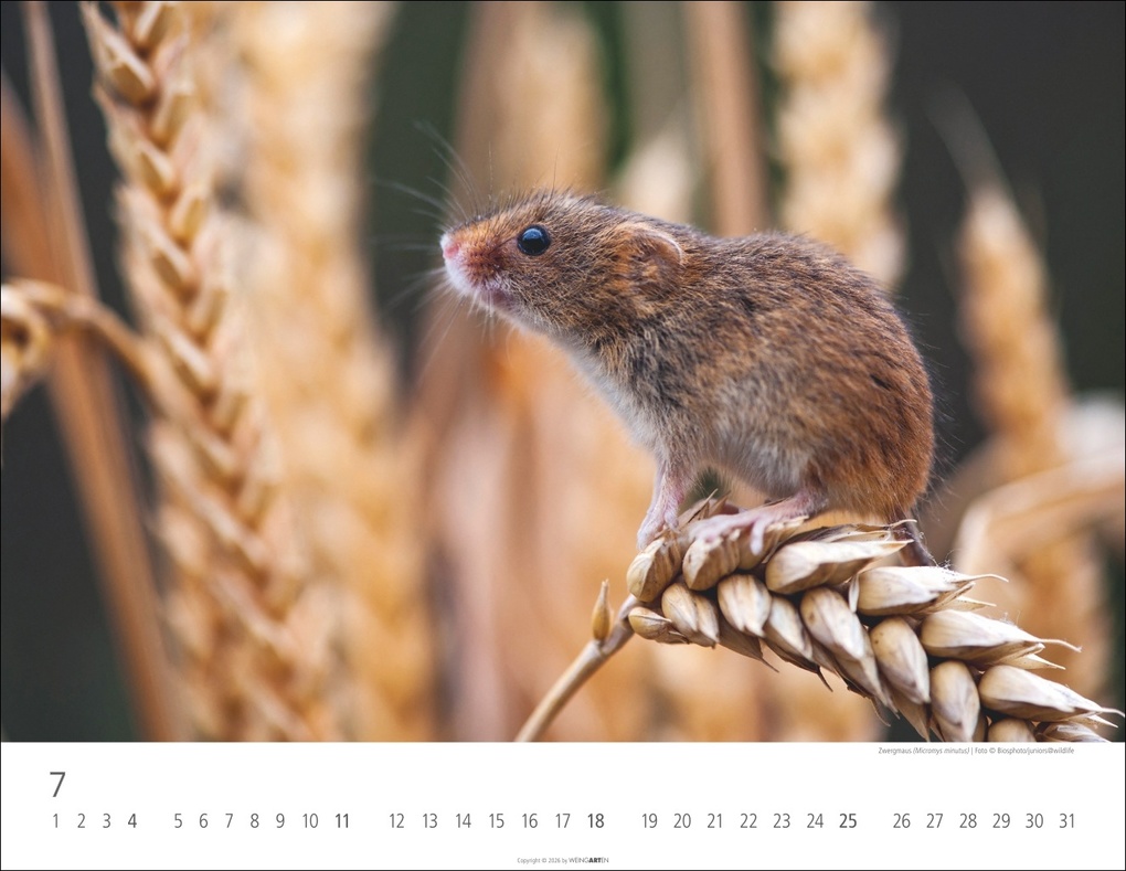 Weitere Ansicht: Heimische Wildtiere Kalender 2027