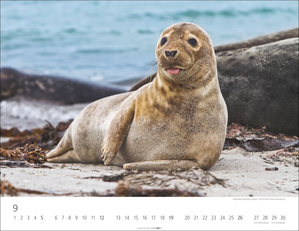 Weitere Ansicht: Heimische Wildtiere Kalender 2027