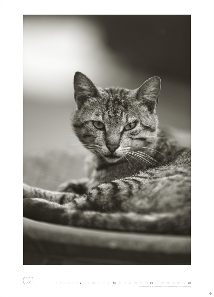 Weitere Ansicht: Cats Edition Kalender 2027