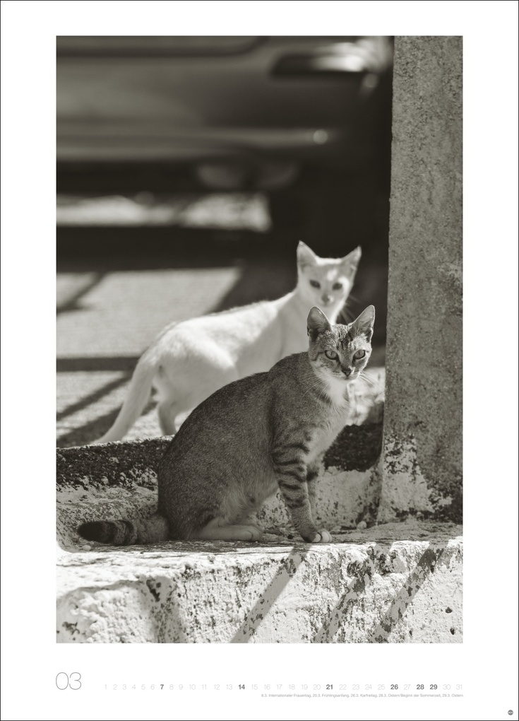 Weitere Ansicht: Cats Edition Kalender 2027