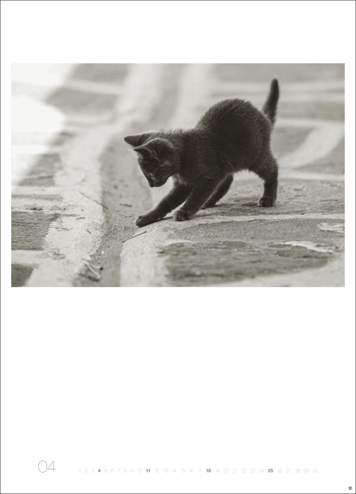 Weitere Ansicht: Cats Edition Kalender 2027