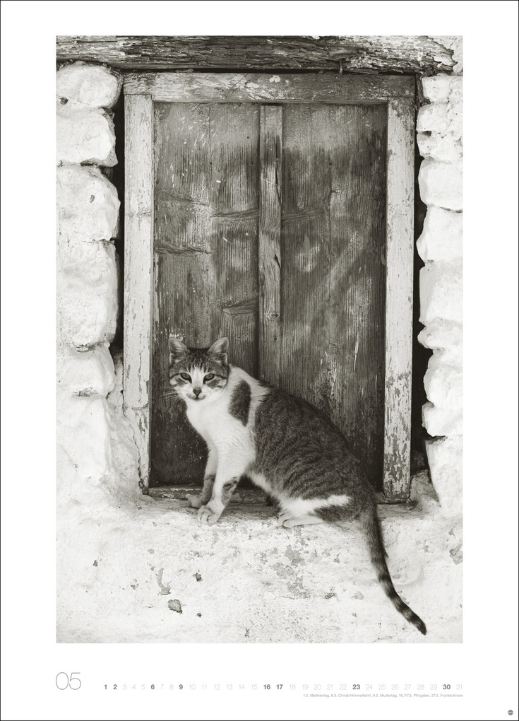 Weitere Ansicht: Cats Edition Kalender 2027