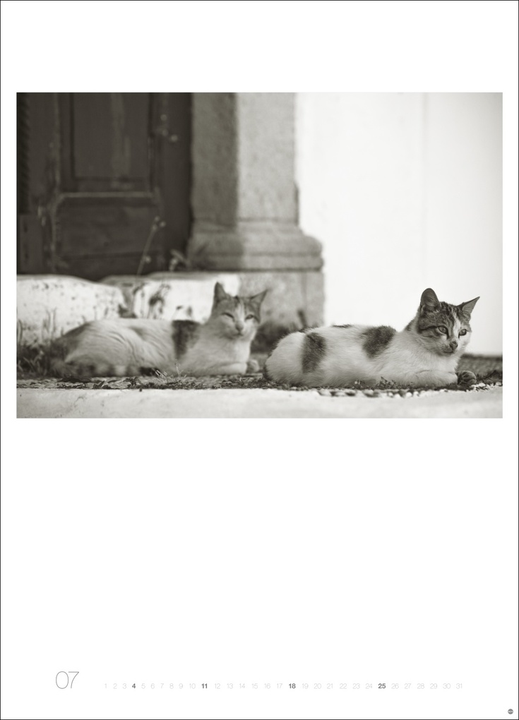 Weitere Ansicht: Cats Edition Kalender 2027